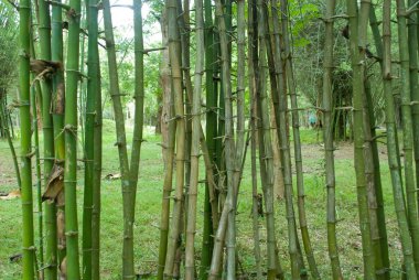 Bambu ağaçları, Kavery Nisarghadama yapay insan yapımı ada, Madikeri, Koorg Kodagu, Karnataka, Hindistan