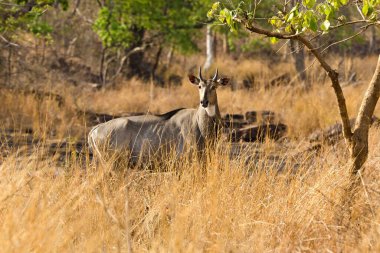 Panna Ulusal Parkı Madhya Pradesh Hindistan 'da Mavi Nilgai boğası