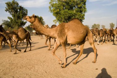 Deve sürüsü Deve Araştırma Merkezi, Bikaner, Rajasthan, Hindistan