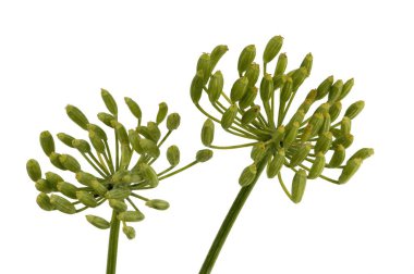 Baharatlar, Fennel Saunf Çifti beyaz arkaplanda