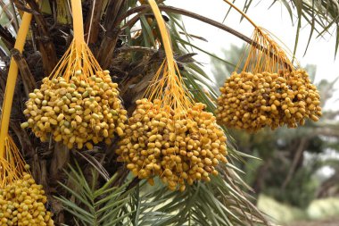 Sarı hurma palmiyesi, Botanik adı Phoenix Sylvestris Roxb, Aile Arecaceae, Hindistan 'da Hintli Hajur.