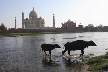 Two buffaloes in Yamuna river at Taj Mahal Seventh Wonders of World , Agra , Uttar Pradesh , India UNESCO World Heritage Site clipart
