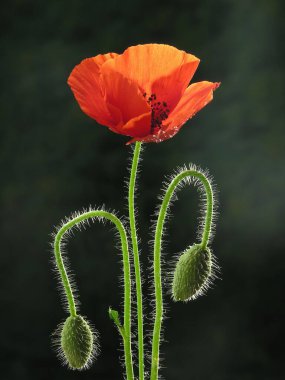 Siyah arka planda tomurcukları olan haşhaş çiçeği
