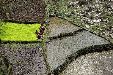 Uttarakhand Asya 'da pirinç eken kadınlar