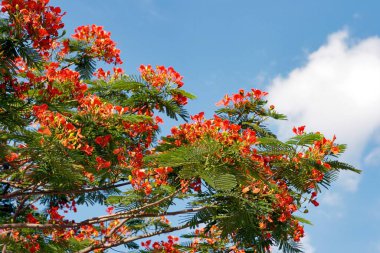 Yazın Red Gul Mohur çiçekleri