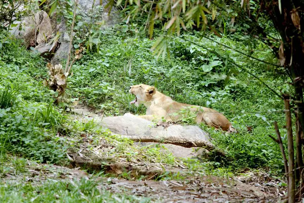 Lioness Panthera Leo Yawning Guwahati Zoo Assam India — Stock Photo, Image