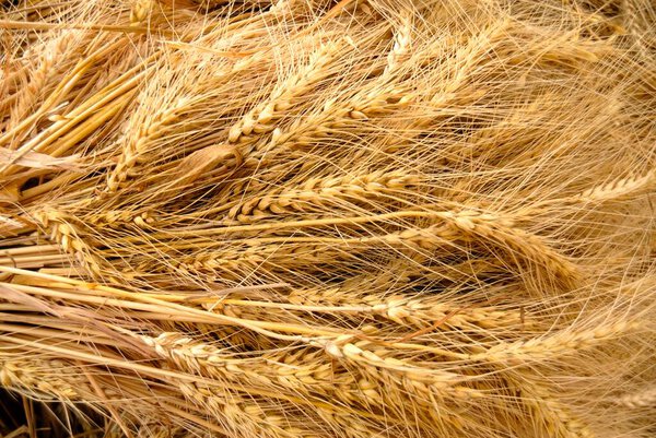 Урожай золотой пшеницы, собранный в поле, готов к уборке в деревне Димба, окружная пуна, Махараштра, Индия