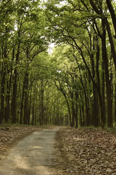 Corbett Tiger Reserve, Uttaranchal, Hindistan 'daki ağaçlar arasında yol