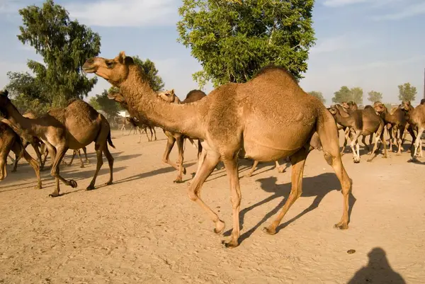 Deve sürüsü Deve Araştırma Merkezi, Bikaner, Rajasthan, Hindistan