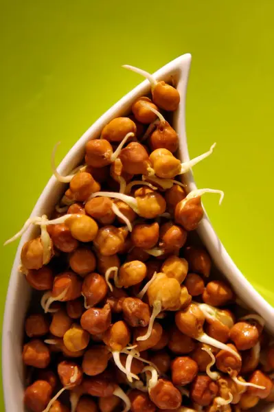 stock image Sprouted Chickpeas on green background