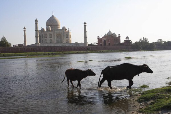 Two buffaloes in Yamuna river at Taj Mahal Seventh Wonders of World , Agra , Uttar Pradesh , India UNESCO World Heritage Site