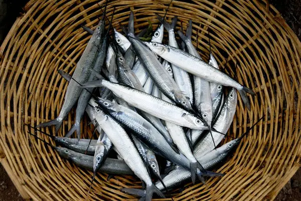 Baston sepetinde taze kılıç balığı.