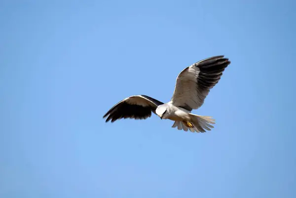 stock image Black winged Kite howering Hesaraghatta near Bangalore at Karnataka India Asia