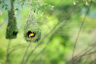 Çok dokumacı kuş yuvası Hindistan 'da vahşi yaşam