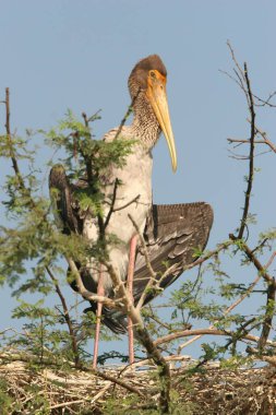Kuş, Boyalı Leylek Mycteria löcocephala Keola Deo Ghana Ulusal Parkı Bharatpur, Rajasthan, Hindistan