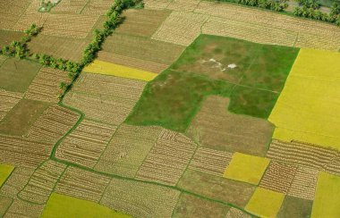 Ekin tarlalarının hava manzarası, Andhra Pradesh, Hindistan