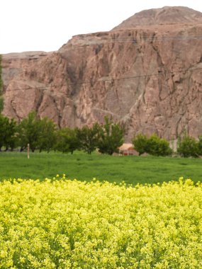 Mustard Fields , Alchi , Ladakh , Jammu and Kashmir , India clipart