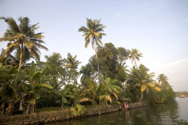 Backwaters, Alleppey, Kerala, Hindistan yakınlarındaki hindistan cevizi ağaçları