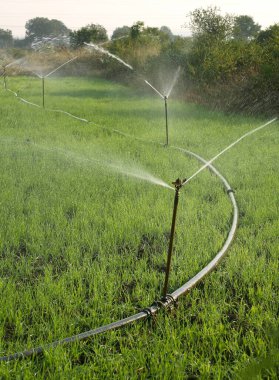 Sprinklers are used for irrigating the wheat crop near Jabalpur, Madhya Pradesh, India  clipart