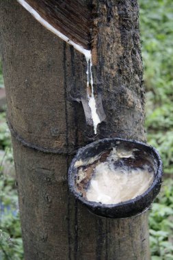 Lastik ağaçtan doğal kauçuk sesi.