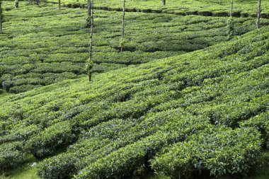 Coonor, Tamil Nadu, Hindistan 'daki Çay Bahçesi Çiftliği' nin canlı manzarası.