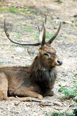 Gündüz vakti parkta yerde yatan büyük geyik. 