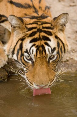 Tiger Panthera tigris içme suyu, Ranthambore kaplan rezervi, Rajasthan, Hindistan