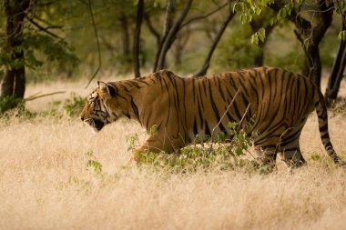 Tiger Panthera tigris, Ranthambore kaplan rezervi, Rajasthan, Hindistan