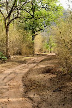 Bandhavgarh Ulusal Parkı 'ndaki orman yolu Madhya Pradesh Hindistan