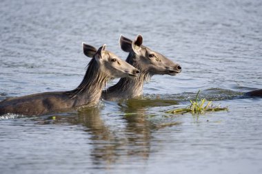 Sambar geyiği suda yüzüyor, Ranthambore kaplan rezervi, Rajasthan, Hindistan