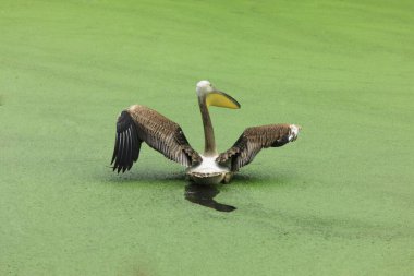 Su kuşu, Pelecanidae Pelecanus onocrotalus Guwahati hayvanat bahçesinde, Assam, Hindistan