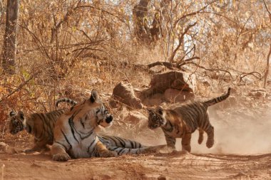 Ranthambore Ulusal Parkı, Rajasthan, Hindistan 'da Yavrularıyla Kaplan