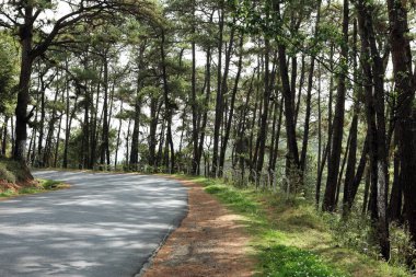 Uzun ağaçlı yol, Cherrapunji, Sohra, Meghalaya, Hindistan