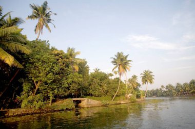 Backwaters, Alleppey, Kerala, Hindistan yakınlarındaki hindistan cevizi ağaçları