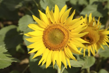 Sarı ve altın tohumu çiçeği ya da Ayçiçeği Helianthus annuus tarlası