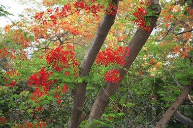 Yeşil yapraklar ve gül ağacı delonix regia, Grant Road, Bombay Mumbai, Maharashtra, Hindistan