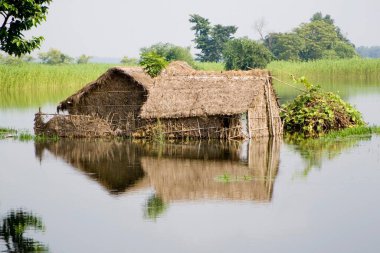 Bihar 2008 'de Purniya Bölgesi, Bihar, Hindistan' da Kosi Nehri 'nin taşması