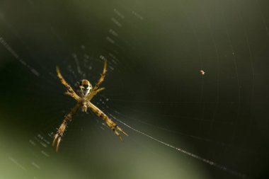 Spider in orb web , Dudhwa National Park , Uttar Pradesh , India clipart