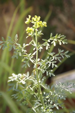 İlaç fabrikası Satap Ruta mezar kazıyor