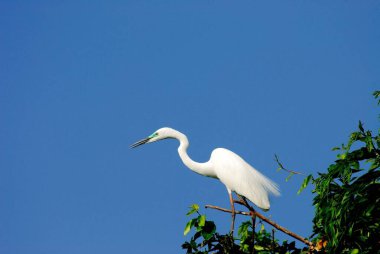 Little Egret Egretta garzetta on tree clipart