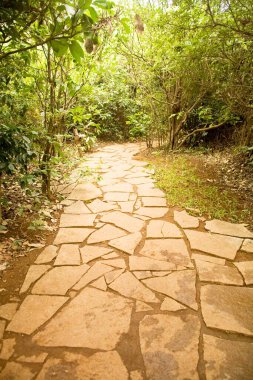 Yeşil ağaçlardaki taş patika, Palolem plajı, Goa, Hindistan