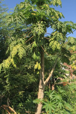 Papaya ağacı Nemawar Madhya Pradesh Hindistan 'da organik tarım ile büyüdü.