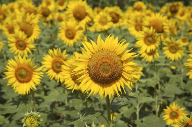 Sarı ve altın tohumu çiçeği ya da Ayçiçeği Helianthus annuus tarlası