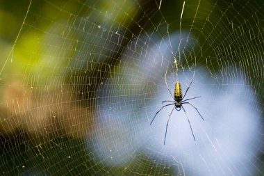 Ağdaki dev ağaç örümceği, Dudhwa Ulusal Parkı, Uttar Pradesh, Hindistan