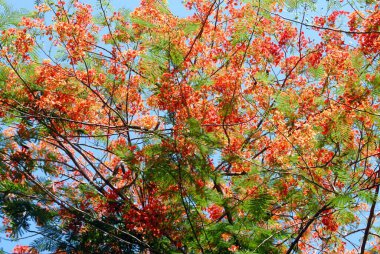 Gulmarg ya da Gul Mohur Delonix arkaplanda mavi gökyüzü olan ağaç  