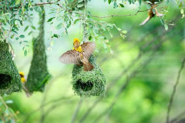 Çok dokumacı kuş yuvası Hindistan 'da vahşi yaşam