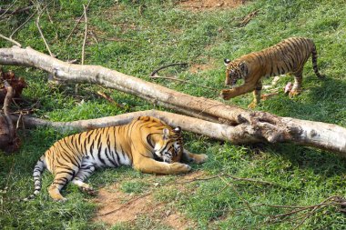 Bengal Kaplanı Panthera Tigris ve neşeli yavrusu Guwahati hayvanat bahçesinde, Assam, Hindistan