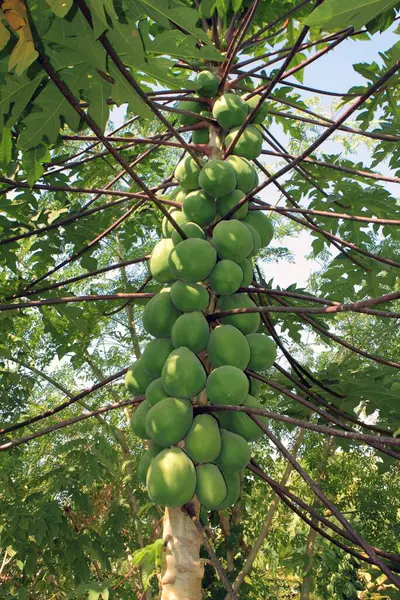 stock image Papaya tree Grown with organic farming at nemawar Madhya Pradesh India