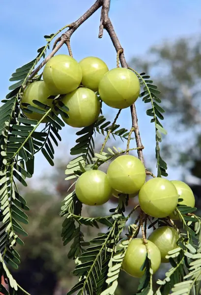 Ayurveda 'da kullanılan Hint bitkisinin üzerindeki amla bektaşi üzümü embolik mirobalan.