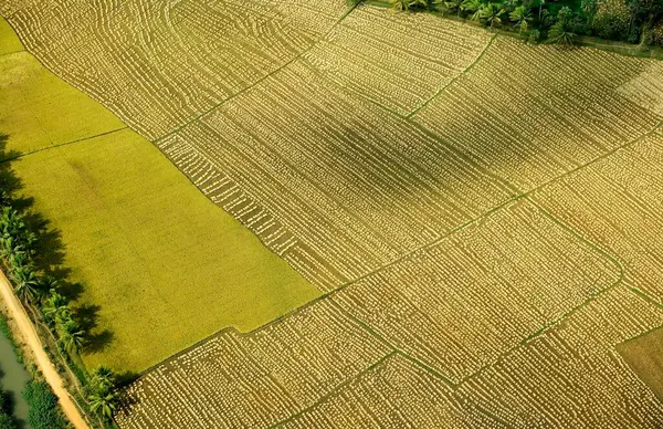 Ekinler için hava manzarası, Andhra Pradesh, Hindistan